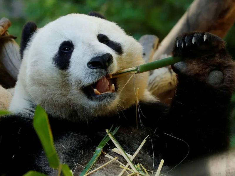 El falso pulgar de los&nbsp;pandas