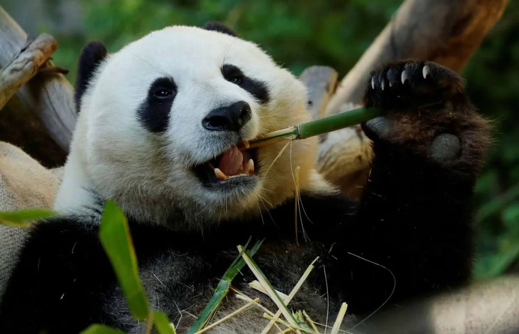 El falso pulgar de los pandas