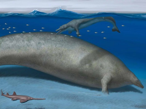 Un nuevo competidor para el animal más pesado de la&nbsp;historia.